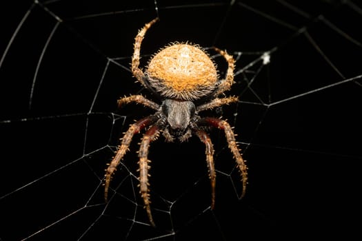 Spotted orb weaver spider on web, Neoscona triangula, Big endemic spider on web. Ambalavao, Madagascar wildlife animal
