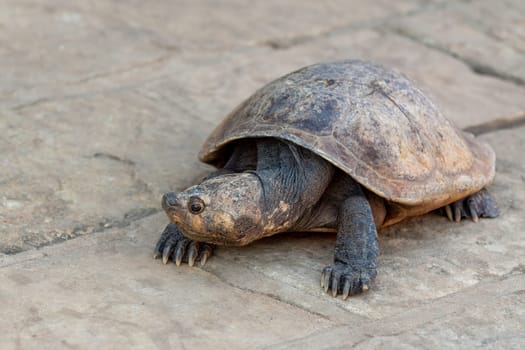 Madagascan big-headed turtle (Erymnochelys madagascariensis). Endemic turtle native to the waters of permanent slow moving rivers and lakes. Miandrivazo, Madagascar wildlife animal