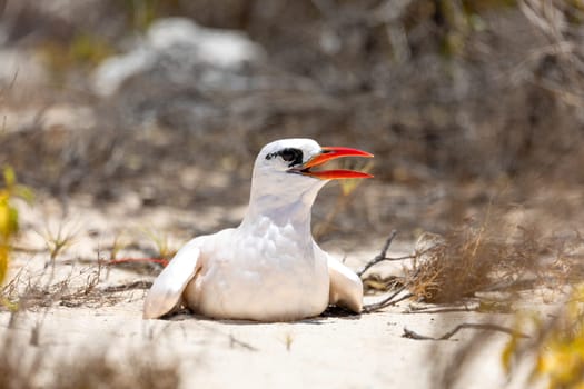 The red-tailed tropicbird (Phaethon rubricauda). Seabird native to tropical parts of Indian and Pacific Oceans. Bird sitting on ground after flying. Island Nosy Ve. Madagascar wildlife animal.