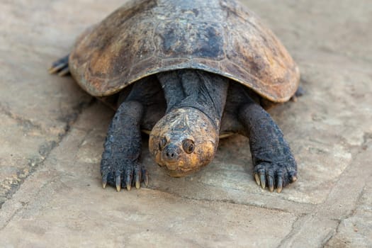 Madagascan big-headed turtle (Erymnochelys madagascariensis). Endemic turtle native to the waters of permanent slow moving rivers and lakes. Miandrivazo, Madagascar wildlife animal