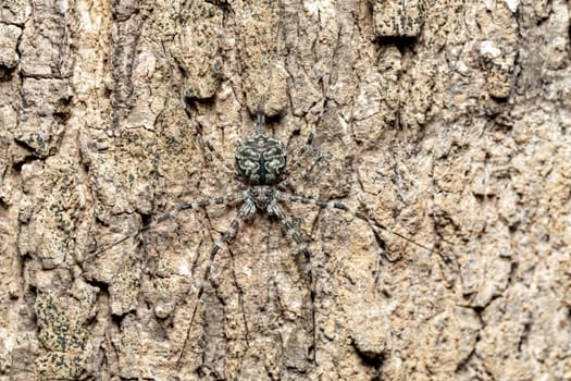 Two-Tailed Spider, Tree trunk spider, Long-spinnered Bark Spider (Hersiliidae sp), Andasibe, Analamazaotra National Park, Madagascar wildlife animal