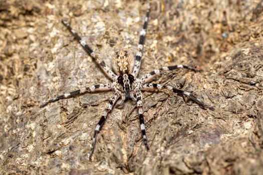 Ornamental Wandering Spider (Viridasius fasciatus), endemic monotypic genus of East African araneomorph spiders in the family Viridasiidae. Kivalo, Madagascar wildlife animal