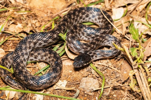 Malagasy Cat-eyed Snake, Madagascarophis colubrinus is a species of snake of the family Pseudoxyrhophiidae, nocturnal snake, Miandrivazo, Madagascar wildlife animal