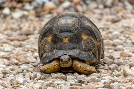 Radiated tortoise (Astrochelys radiata), critically endangered endemic turtle species in the family Testudinidae. Antsirabe, Madagascar wildlife animal