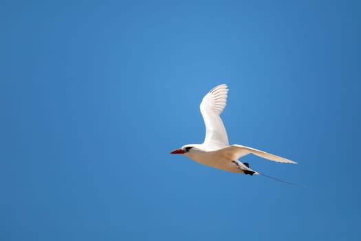 The red-tailed tropicbird (Phaethon rubricauda) in flight. Seabird native to tropical parts of Indian and Pacific Oceans. Bird flying against blue sky on island Nosy Ve. Madagascar wildlife animal.