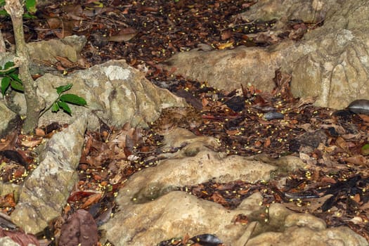 Malagasy Cat-eyed Snake, Madagascarophis colubrinus is a species of snake of the family Pseudoxyrhophiidae, nocturnal snake, Kirindy Forest, Madagascar wildlife animal