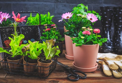 Springtime - plating and gardening concept, seedlings, plant and flowerpots