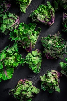 Kalette, kale sprouts, flower sprouts on black background. Hybrid plant, cross between kale and Brussels sprouts, heathy winter vegetable.