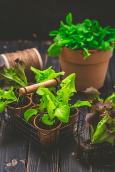 Springtime - plating and gardening concept, seedlings, plant and flowerpots