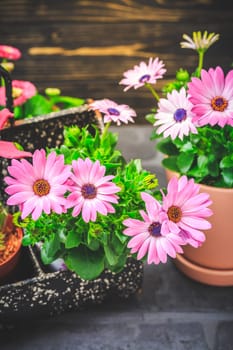 Springtime - plating and gardening concept, seedlings, plant and flowerpots
