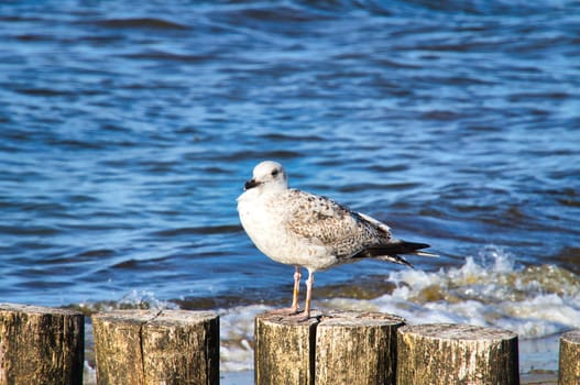 seagull stands on a groyne that juts into the Baltic Sea into the sea. The bird looks into the sunset. The plumage in white and black. Animal photo of seagulls on the coast
