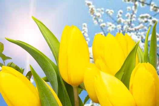 Hello spring card template. A fresh beautiful yellow tulips bouquet over abstract blurred narural summer sun background. Spring, valentine, mothers or wedding day. Space.