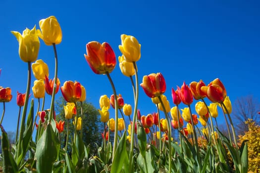 Colorful tulips in a park flowerbed against a blue sky.