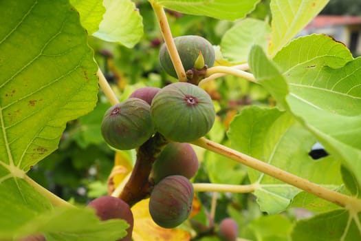 Fig, or fig tree, or common fig tree Ficus carica is a subtropical deciduous plant of the genus Ficus of the Mulberry family. Figs on a branch. Garden plants. Ripe green red fig in a garden or farm.
