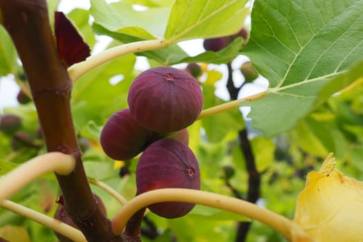 Fig, or fig tree, or common fig tree Ficus carica is a subtropical deciduous plant of the genus Ficus of the Mulberry family. Figs on a branch. Garden plants. Ripe green red fig in a garden or farm.