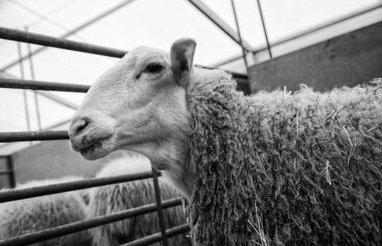 Detail of mammals in a farm, meat industry