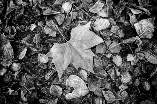Detail of dry tree leaves on a cold winter day, ice and snow