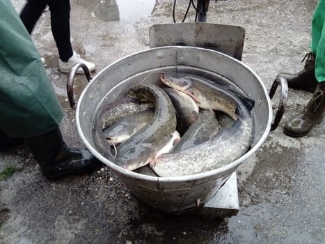 Catfish fish in a galvanized large basin are ready to be weighed and loaded into a fish store. The fish are choking. Legs of fishermen in black rubber boots and green uniform.