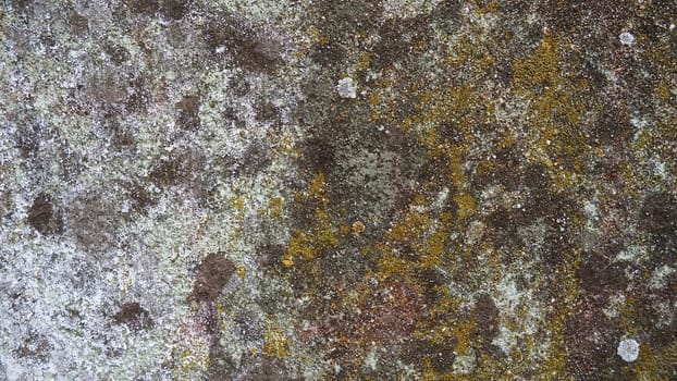 Mossy old concrete. Green moss on the stone. Concrete wall covered with green moss and gray lichens. Humid climate.