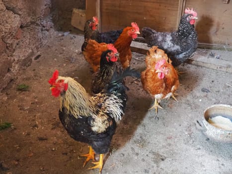 chicken in the barn. Chickens and roosters in a rustic ambience. Brown, variegated birds with red grims on their heads. Rural barn