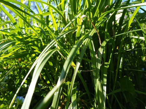 long grass meadow closeup with bright sunlight