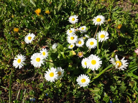 Bellis perennis. Daisy blooms in spring on the lawn. Beautiful white flowers on the field. Daisies as wildflowers.