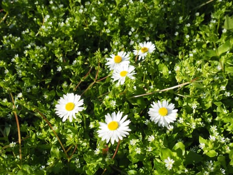 Bellis perennis. Daisy blooms in spring on the lawn. Beautiful white flowers on the field. Daisies as wildflowers.