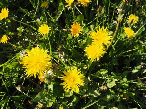 Dandelion blowing, Close-up of bright yellow flowers of Taraxacum against the background of green grass in a summer garden. Yellow flowers field.
