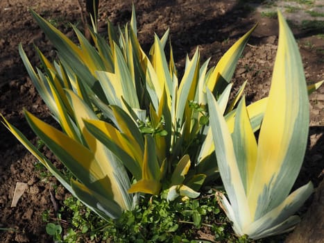 Close up of yellow-green striped leaves. Irises in the garden. Genus of perennial rhizome plants of the Iris family. Yellow green long striped leaves. Floral background. Gardening