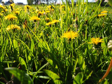 Dandelion blowing, Close-up of bright yellow flowers of Taraxacum against the background of green grass in a summer garden. Yellow flowers field.