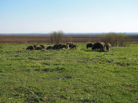 A herd of rams in the field. Ruminants graze in the meadow. Sheep and rams are bred to the grass. Farming and animal husbandry in Serbia. Brown or black sheep breed. Animals for wool production.