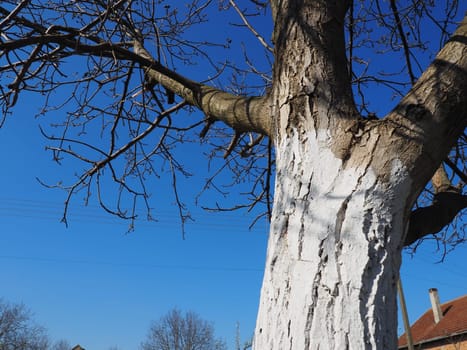 White trunk of a fruit tree. Protection of the tree from insects - pests. Walnut tree without leaves. Agricultural and horticultural work in the spring. White paint on the bark. Blue sky.