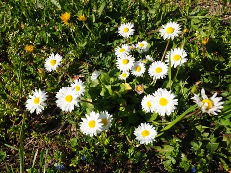 Bellis perennis. Daisy blooms in spring on the lawn. Beautiful white flowers on the field. Daisies as wildflowers.