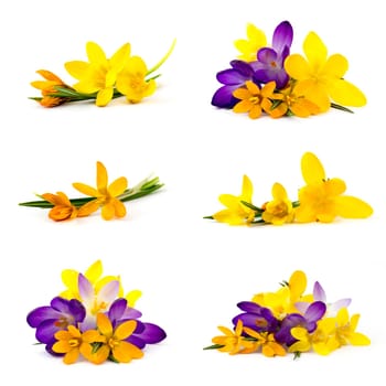 crocus flower on white background - fresh spring flowers - collage