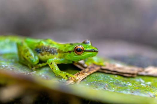 Guibemantis pulcher, endemic species of frog in the family Mantellidae. Andasibe-Mantadia National Park, Madagascar wildlife animal