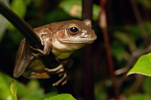 Madagascan Treefrog, Boophis madagascariensis, endemic species of frog in the family Mantellidae. Andasibe-Mantadia National Park, Madagascar wildlife animal