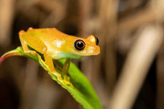 Green Bright-Eyed Frog (Boophis Viridis), species of endemic frog in the family Mantellidae. Andasibe-Mantadia National Park, Madagascar wildlife animal.