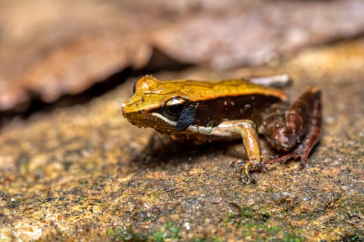 Small endemic frog Brown Mantella (Mantidactylus melanopleura), species of small frog in the Mantellidae family. Andasibe-Mantadia National Park. Madagascar wildlife animal
