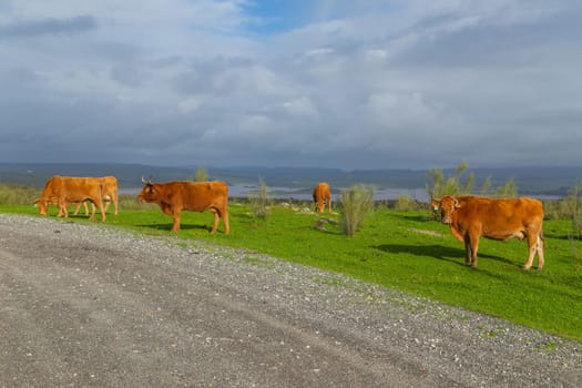 Cattle in a meadow near Caceres. Extremadura, Spain.