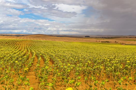 Field of sunflowers on the camino de santiago, Navarra, Spain
