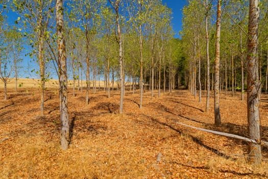 Rural landscape of north of Spain. Forest in the end of summer