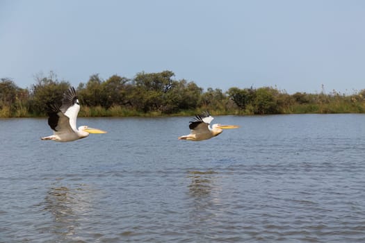 Pelicans in Djoudi national park reserve. Senegal