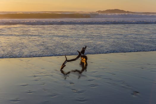 Old tree at the beach, sunset light. Beach of Mindelo in the north of Portugal