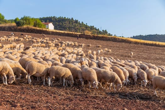Navarra, Spain, August 7 2022: View of a shepherd with his flock of sheep in a farm in Navarra. Spain