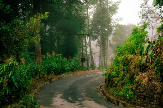 An asphalt mountain road going uphill through forest. Sunset sunlight. Landscape Background. Tagda Mirik Darjeeling West Bengal India South Asia Pacific