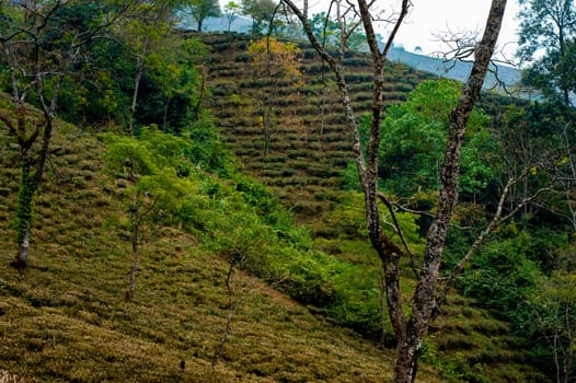 Tea garden landscape in hillside mountain slope Darjeeling West Bengal India South Asia Pacific