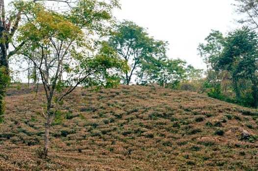 Tea garden landscape in hillside mountain slope Darjeeling West Bengal India South Asia Pacific
