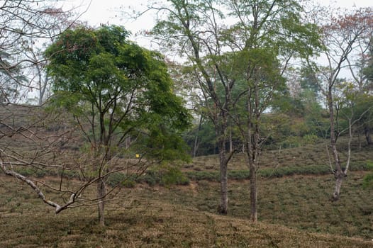 Tea garden landscape in hillside mountain slope Darjeeling West Bengal India South Asia Pacific