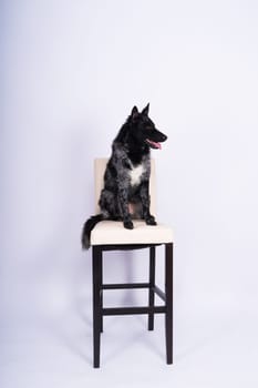 Mudi shepherd in front of a white background studio and interior photo