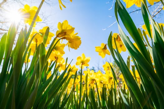 Yellow daffodils on a sunny day. Spring landscape.